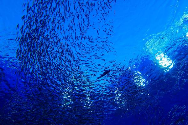 Sendai Umino-mori Aquarium