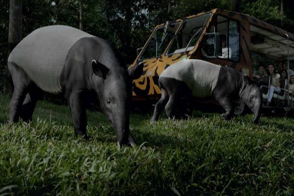 Singapore Night Safari & Tram