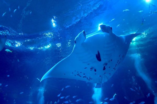 Singapore Oceanarium