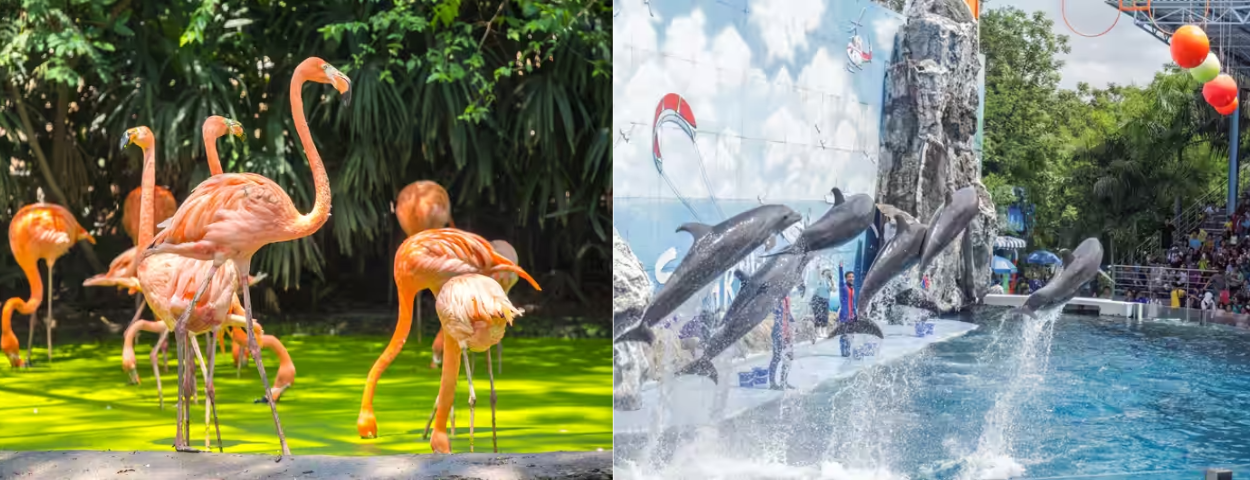 description_detail_picture