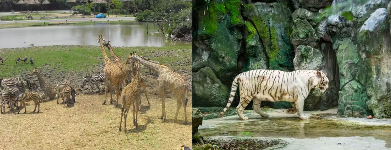 description_detail_picture