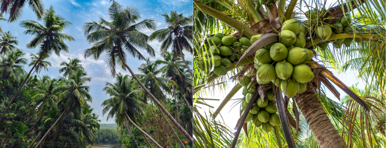 description_detail_picture